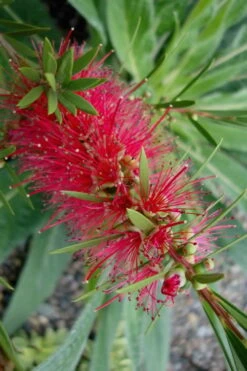 Woodlanders Cold Hardy Red Bottlebrush - Callistemon - 3 Gallon Pot 13 Woodlanders Cold Hardy Red Bottlebrush - Callistemon - 3 Gallon Pot -Garden Plant Seeds Bottlebrush Woodlanders Hardy Red 20 1