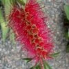 Woodlanders Cold Hardy Red Bottlebrush - Callistemon - 1 Gallon Pot -Garden Plant Seeds Bottlebrush Woodlanders Hardy Red 21