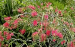 Woodlanders Cold Hardy Red Bottlebrush - Callistemon - 1 Gallon Pot 11 Woodlanders Cold Hardy Red Bottlebrush - Callistemon - 1 Gallon Pot -Garden Plant Seeds Bottlebrush Woodlanders Hardy Red 22