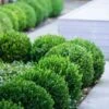 Baby Gem Boxwood - 1 Gallon Pot 1 Baby Gem Boxwood - 1 Gallon Pot -Garden Plant Seeds Boxwood Baby Gem 500x750 1