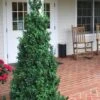 Dee Runk Columnar Boxwood - 1 Gallon Pot 1 Dee Runk Columnar Boxwood - 1 Gallon Pot -Garden Plant Seeds Boxwood Dee Runk 1 500x750 1