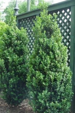 Dee Runk Columnar Boxwood - 1 Gallon Pot -Garden Plant Seeds Boxwood Dee Runk 2 500x750 1