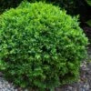 Dwarf English Boxwood - 1 Gallon Pot -Garden Plant Seeds Boxwood Dwarf English 1 1
