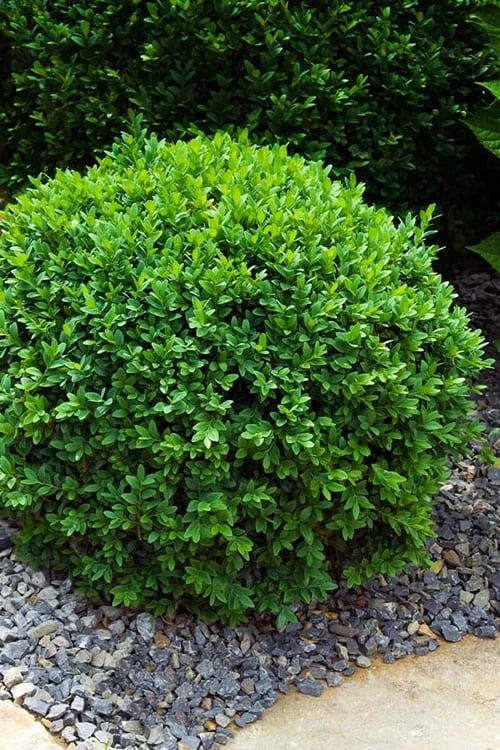 Dwarf English Boxwood - 1 Gallon Pot 3 Dwarf English Boxwood - 1 Gallon Pot
