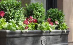 Dwarf English Boxwood - 1 Gallon Pot 11 Dwarf English Boxwood - 1 Gallon Pot -Garden Plant Seeds Boxwood Dwarf English 2 1