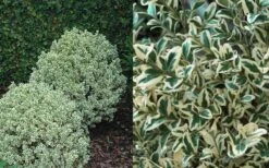 Dwarf Variegated Boxwood - 1 Gallon Pot -Garden Plant Seeds Boxwood Dwarf Variegated 50 1