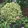 Dwarf Variegated Boxwood - 2 Gallon Pot 2 Dwarf Variegated Boxwood - 2 Gallon Pot -Garden Plant Seeds Boxwood Dwarf Variegated 500x750 1