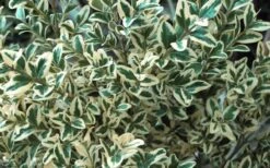 Dwarf Variegated Boxwood - 3 Gallon Pot 13 Dwarf Variegated Boxwood - 3 Gallon Pot -Garden Plant Seeds Boxwood Dwarf Variegated 51 3