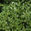 Franklins Gem Dwarf Boxwood - 3 Gallon Pot -Garden Plant Seeds Boxwood Franklins Dwarf BS