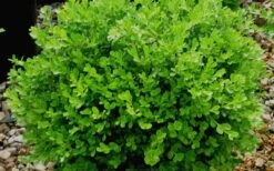 Franklins Gem Dwarf Boxwood - 3 Gallon Pot -Garden Plant Seeds Boxwood Franklins Gem
