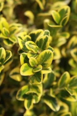 Golden Triumph Variegated Dwarf Boxwood - 6 Pack Of 1 Gallon Pots -Garden Plant Seeds Boxwood Golden Triumph 3