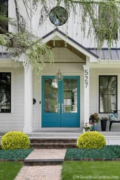 Golden Triumph Variegated Dwarf Boxwood - 1 Gallon Pot 12 Golden Triumph Variegated Dwarf Boxwood - 1 Gallon Pot -Garden Plant Seeds Boxwood Golden Triumph 7 2