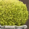 Golden Triumph Variegated Dwarf Boxwood - 3 Gallon Pot -Garden Plant Seeds Boxwood Golden Triumph 9 1