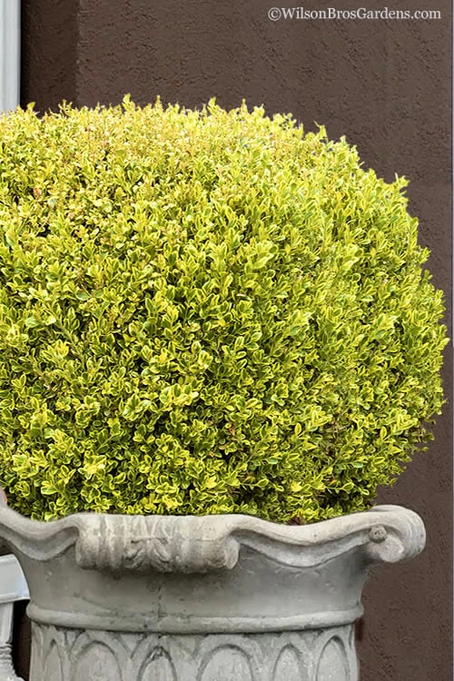 Golden Triumph Variegated Dwarf Boxwood - 1 Gallon Pot 3 Golden Triumph Variegated Dwarf Boxwood - 1 Gallon Pot