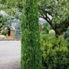 Graham Blandy Columnar Boxwood - 1 Gallon Pot -Garden Plant Seeds Boxwood Graham Blandy 1 4