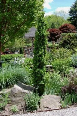 Graham Blandy Columnar Boxwood - 6 Pack Of 1 Gallon Pots 9 Graham Blandy Columnar Boxwood - 6 Pack Of 1 Gallon Pots -Garden Plant Seeds Boxwood Graham Blandy 2