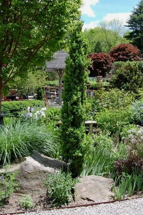 Graham Blandy Columnar Boxwood - 5 Gallon Pot 6 Graham Blandy Columnar Boxwood - 5 Gallon Pot - Image 4