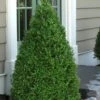 Green Mountain Boxwood - 1 Gallon Pot 1 Green Mountain Boxwood - 1 Gallon Pot -Garden Plant Seeds Boxwood Green Mountain 11 1