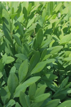 Green Mountain Boxwood - 1 Gallon Pot 14 Green Mountain Boxwood - 1 Gallon Pot -Garden Plant Seeds Boxwood Green Mountain 12 1