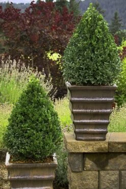 Green Mountain Boxwood - 5 Gallon Pot -Garden Plant Seeds Boxwood Green Mountain 23 2