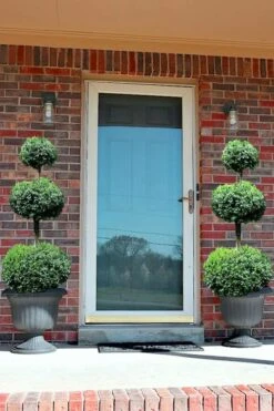 Common Boxwood 3-Ball Poodle Tier Topiary (Buxus Sempervirens) - 5 Gallon Pot 9 Common Boxwood 3-Ball Poodle Tier Topiary (Buxus Sempervirens) - 5 Gallon Pot -Garden Plant Seeds Boxwood Green Mountain 3 Ball Poodle Tier 3