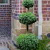 Common Boxwood 3-Ball Poodle Tier Topiary (Buxus Sempervirens) - 5 Gallon Pot -Garden Plant Seeds Boxwood Green Mountain 3 Ball Poodle Tier 4
