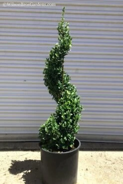 Green Mountain Boxwood Spiral Topiary - 5 Gallon Pot -Garden Plant Seeds Boxwood Green Mountain Spiral 1