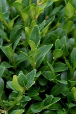 Green Velvet Boxwood - 7 Gallon Pot -Garden Plant Seeds Boxwood Green Velvet 1
