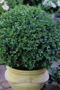 Green Velvet Boxwood - 7 Gallon Pot -Garden Plant Seeds Boxwood Green Velvet 3