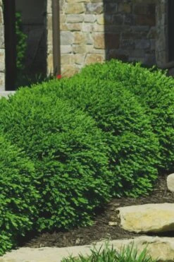Green Velvet Boxwood - 7 Gallon Pot -Garden Plant Seeds Boxwood Green Velvet 7