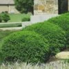 Green Velvet Boxwood - 1 Gallon Pot -Garden Plant Seeds Boxwood Green Velvet 8 1