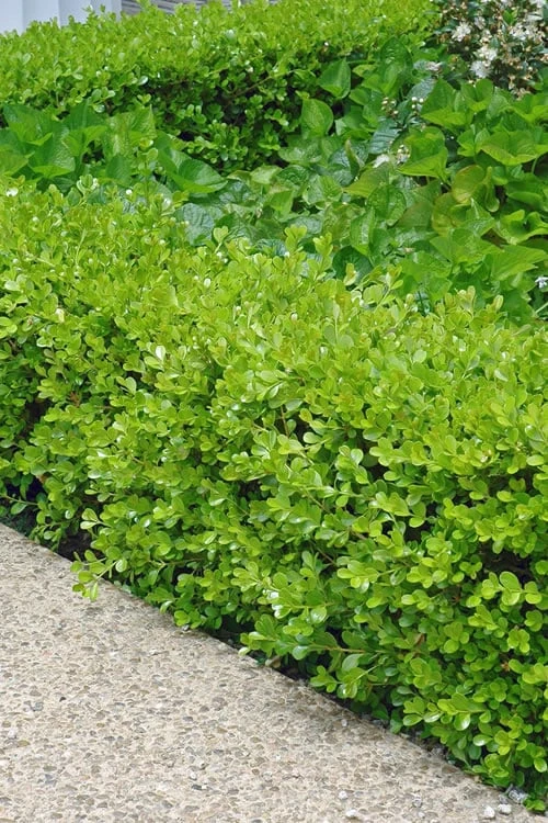Japanese Boxwood - Buxus Microphylla - 1 Gallon Pot 3 Japanese Boxwood - Buxus Microphylla - 1 Gallon Pot