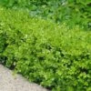 Japanese Boxwood - Buxus Microphylla - 6 Pack Of 1 Gallon Pots -Garden Plant Seeds Boxwood Japanese 500x750 2