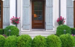 Japanese Boxwood - Buxus Microphylla - 1 Gallon Pot 14 Japanese Boxwood - Buxus Microphylla - 1 Gallon Pot -Garden Plant Seeds Boxwood Japanese Entryway