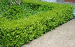 Japanese Boxwood - Buxus Microphylla - 1 Gallon Pot 13 Japanese Boxwood - Buxus Microphylla - 1 Gallon Pot -Garden Plant Seeds Boxwood Japanese Hedge 2