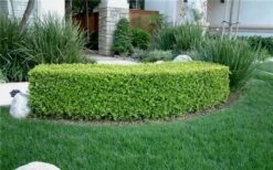 Japanese Boxwood - Buxus Microphylla - 1 Gallon Pot 16 Japanese Boxwood - Buxus Microphylla - 1 Gallon Pot -Garden Plant Seeds Boxwood Japanese Hedge