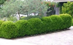 Japanese Boxwood - Buxus Microphylla - 6 Pack Of 1 Gallon Pots -Garden Plant Seeds Boxwood Japanese Hedge 3 1