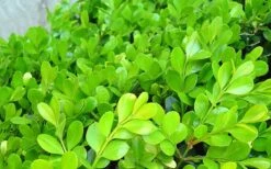 Japanese Boxwood - Buxus Microphylla - 6 Pack Of 1 Gallon Pots -Garden Plant Seeds Boxwood Japanese Leaves Closeup 1