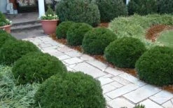Justin Brouwers Dwarf Boxwood - 1 Gallon Pot -Garden Plant Seeds Boxwood Justin Brouwers In Landscape