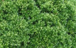 Justin Brouwers Dwarf Boxwood - 1 Gallon Pot -Garden Plant Seeds Boxwood Justin Brouwers Leaves