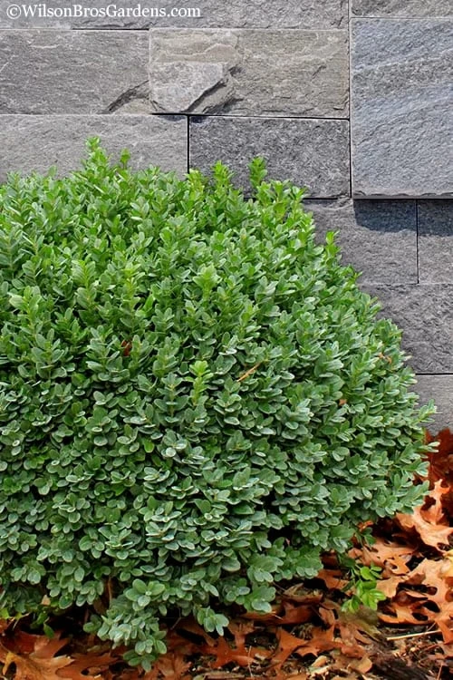 Korean Dwarf Boxwood - Buxus Sinica Var. Insularis 'Nana' - 1 Gallon Pot 8 Korean Dwarf Boxwood - Buxus Sinica Var. Insularis 'Nana' - 1 Gallon Pot - Image 6