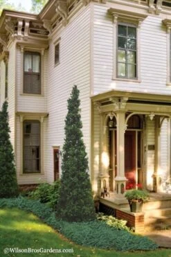 Pyramid Boxwood (Buxus Sempervirens 'Pyramidalis) - 1 Gallon Pot 9 Pyramid Boxwood (Buxus Sempervirens 'Pyramidalis) - 1 Gallon Pot -Garden Plant Seeds Boxwood Pyramidalis 11