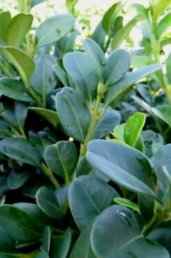 Shadow Sentry Pyramidal Boxwood - 3 Gallon Pot 11 Shadow Sentry Pyramidal Boxwood - 3 Gallon Pot -Garden Plant Seeds Boxwood Shadow Sentry 1