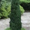 Shadow Sentry Pyramidal Boxwood - 3 Gallon Pot -Garden Plant Seeds Boxwood Shadow Sentry 2