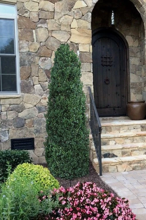Shadow Sentry Pyramidal Boxwood - 3 Gallon Pot 6 Shadow Sentry Pyramidal Boxwood - 3 Gallon Pot - Image 4