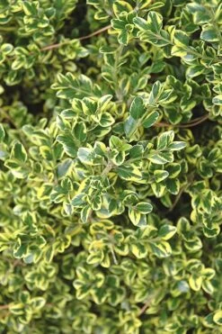Sunburst Variegated Korean Boxwood - 1 Gallon Pot -Garden Plant Seeds Boxwood Sunburst 2