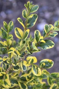 Sunburst Variegated Korean Boxwood - 1 Gallon Pot -Garden Plant Seeds Boxwood Sunburst