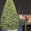 Variegated Boxwood Cone Topiary (Buxus Sempervirens 'Variegata') - 3 Gallon Pot 2 Variegated Boxwood Cone Topiary (Buxus Sempervirens 'Variegata') - 3 Gallon Pot -Garden Plant Seeds Boxwood Variegated Cone 10