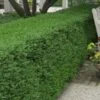 Wintergreen Boxwood - 3 Gallon Pot -Garden Plant Seeds Boxwood Wintergreen 10 1
