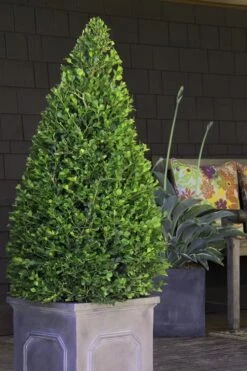 Wintergreen Boxwood - 3 Gallon Pot -Garden Plant Seeds Boxwood Wintergreen 11 1